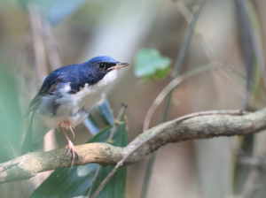 Siberian Blue Robin, 蓝歌鸲, Larvivora cyane-gallery-23