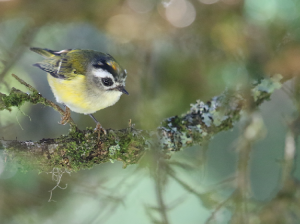 Flamecrest, 台湾戴菊, Regulus goodfellowi-gallery-15