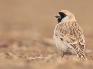 Pere David’s Snowfinch, 黑喉雪雀, Pyrgilauda davidiana-gallery-8
