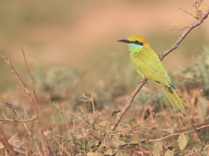 Asian Green Bee-eater, 绿喉蜂虎, Merops orientalis-gallery-51