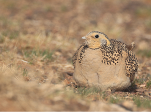 Pallas’s Sandgrouse, 毛腿沙鸡, Syrrhaptes paradoxus-gallery-21