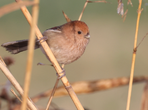 Vinous-throated Parrotbill, 棕头鸦雀, Sinosuthora webbiana-gallery-3