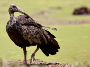 Giant Ibis, 巨鹮, Pseudibis gigantea-gallery-46