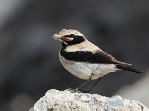 Desert Wheatear, 漠?, Oenanthe deserti-gallery-0