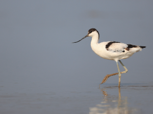 Pied Avocet, 反嘴鹬, Recurvirostra avosetta-gallery-53