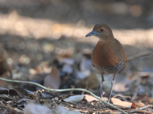 Slaty-legged Crake, 白喉斑秧鸡, Rallina eurizonoides-gallery-19