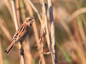 Japanese Reed Bunting, 红颈苇鹀, Emberiza yessoensis-gallery-36