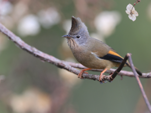 Stripe-throated Yuhina, 纹喉凤鹛, Yuhina gularis-gallery-37