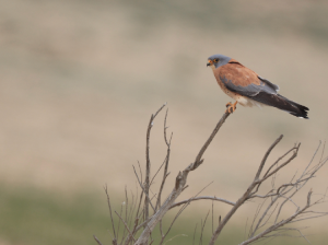 Lesser Kestrel, 黄爪隼, Falco naumanni-gallery-69