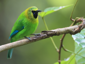 Blue-winged Leafbird, 蓝翅叶鹎, Chloropsis cochinchinensis-gallery-35