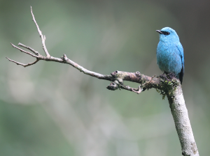 Verditer Flycatcher, 铜蓝鹟, Eumyias thalassinus-gallery-26