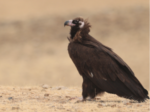 Cinereous Vulture, 秃鹫, Aegypius monachus-gallery-6