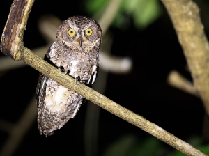 Sulawesi Scops Owl, 苏拉威西角鸮, Otus manadensis-gallery-13