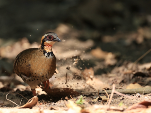 Orange-necked Partridge, 橙颈山鹧鸪, Arborophila davidi-gallery-24
