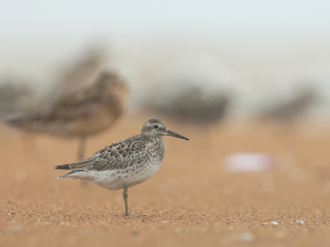 Great Knot, 大滨鹬, Calidris tenuirostris-gallery-6