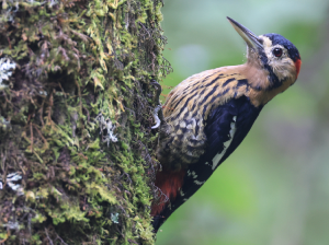 Darjeeling Woodpecker, 黄颈啄木鸟, Dendrocopos darjellensis-gallery-61
