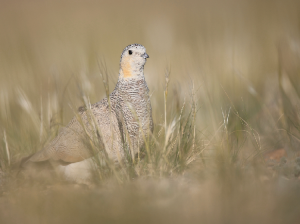 Tibetan Sandgrouse, 西藏毛腿沙鸡, Syrrhaptes tibetanus-gallery-4