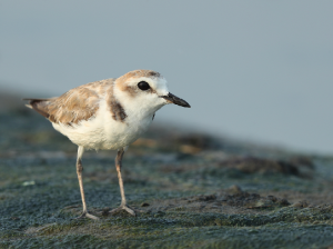White-faced Plover, 白脸鸻, Charadrius dealbatus-gallery-6