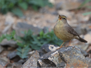 Sulphur-bellied Warbler, 灰柳莺, Phylloscopus griseolus-gallery-20
