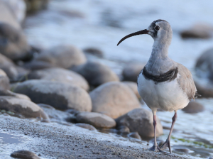 Ibisbill, 鹮嘴鹬, Ibidorhyncha struthersii-gallery-46