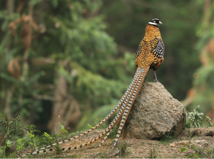 Reeves’ Pheasant, 白冠长尾雉, Syrmaticus reevesii-gallery-3
