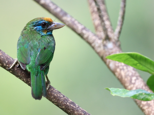 Yellow-fronted Barbet, 黄额拟?, Psilopogon flavifrons-gallery-18