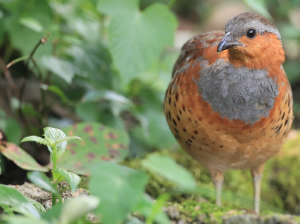 Chinese Bamboo Partridge, 灰胸竹鸡, Bambusicola thoracicus-gallery-14