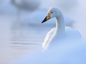 Whooper Swan, 大天鹅, Cygnus cygnus-gallery-11
