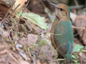 Blue-naped Pitta, 蓝枕八色鸫, Hydrornis nipalensis-gallery-2