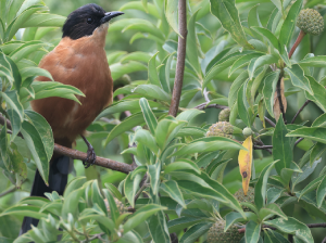Rufous Sibia, 黑顶奇鹛, Heterophasia capistrata-gallery-58