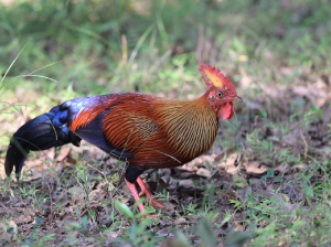 Sri Lanka Junglefowl, 蓝喉原鸡, Gallus lafayettii-gallery-51
