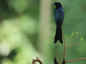Greater Racket-tailed Drongo, 大盘尾, Dicrurus paradiseus-gallery-8