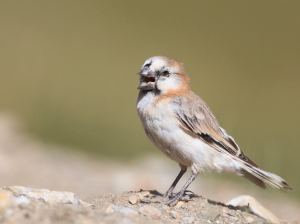 Blanford’s Snowfinch, 棕背雪雀, Pyrgilauda blanfordi-gallery-5