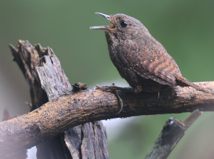 Spotted Elachura, 丽星鹩鹛, Elachura formosa-gallery-4