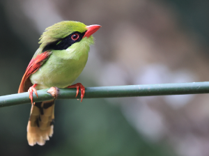 Indochinese Green Magpie, 印支绿鹊, Cissa hypoleuca-gallery-10