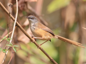 Hill Prinia, 黑喉山鹪莺, Prinia superciliaris-gallery-56