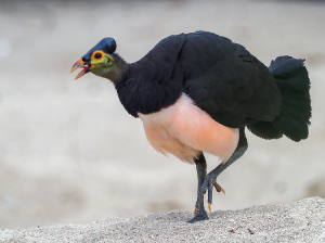 Maleo, 塚雉, Macrocephalon maleo-gallery-29