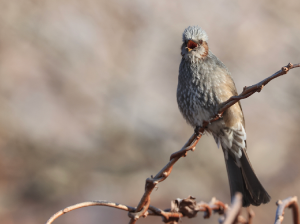 Brown-eared Bulbul, 栗耳短脚鹎, Hypsipetes amaurotis-gallery-38