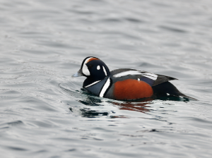 Harlequin Duck, 丑鸭, Histrionicus histrionicus-gallery-46
