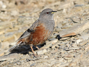 Alpine Accentor, 领岩鹨, Prunella collaris-gallery-11