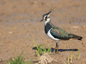 Northern Lapwing, 凤头麦鸡, Vanellus vanellus-gallery-38