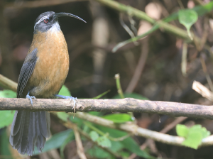 Slender-billed Scimitar Babbler, 剑嘴鹛, Pomatorhinus superciliaris-gallery-47