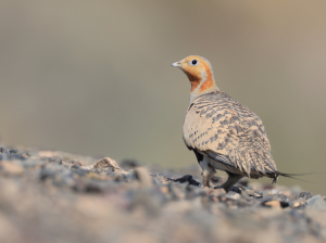 Pallas’s Sandgrouse, 毛腿沙鸡, Syrrhaptes paradoxus-gallery-13