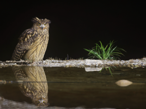 Tawny Fish Owl, 黄腿渔鸮, Ketupa flavipes-gallery-1