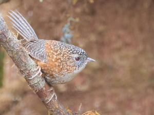 Bar-winged Wren-Babbler, 斑翅鹩鹛, Spelaeornis troglodytoides-gallery-16