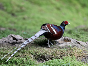 Mrs Hume’s Pheasant, 黑颈长尾雉, Syrmaticus humiae-gallery-24