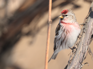 Common Redpoll, 白腰朱顶雀, Acanthis flammea-gallery-12