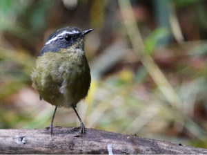 Taiwan Bush Robin, 白眉林鸲, Tarsiger formosanus-gallery-20