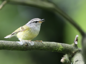Ashy-throated Warbler, 灰喉柳莺, Phylloscopus maculipennis-gallery-16