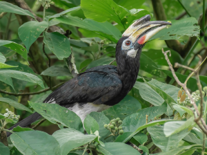 Oriental Pied Hornbill, 冠斑犀鸟, Anthracoceros albirostris-gallery-41